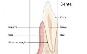 anatomia dente e periodonto